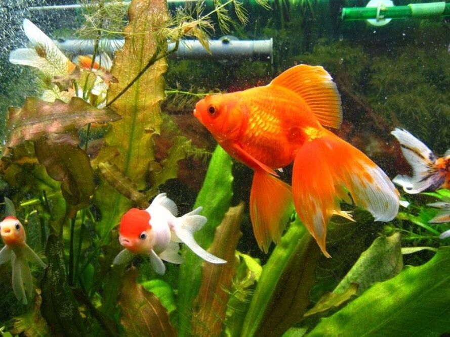 kwarta aquarium nga adunay goldfish