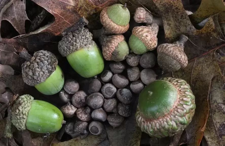 maayong swerte nga anting-anting - acorn