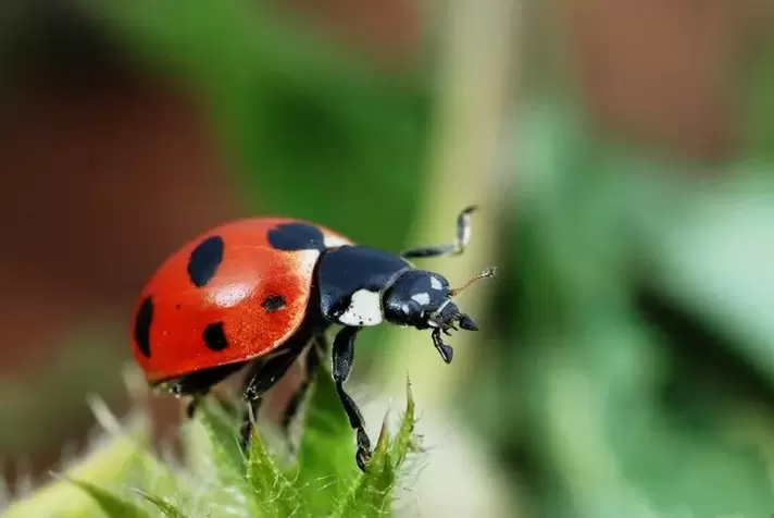 swerte nga anting-anting - ladybug
